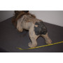 rare chien bouledogue Papier mâché  1910